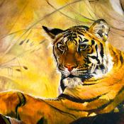 Animaux - Tigre Asiatique